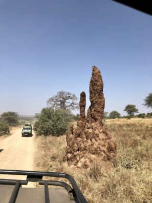 Termitiště v Tanzánii nevidíte jen během prohlídky národnách parků. Jsou všude