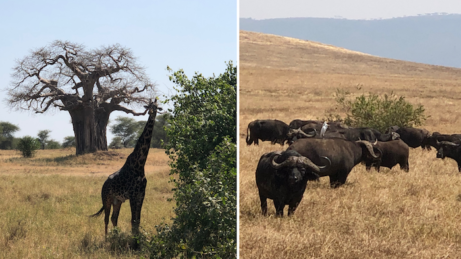 Národní par Tarangite v Tanzánii je plný divokých zvířat. Potkali jsmestáda zeber, buvolů i žirafy.
